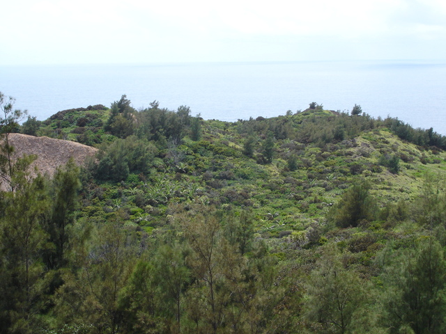 タイトル　向島ノヤシ群落