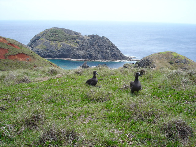 タイトル　媒島クロアシアホウドリ