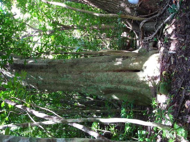 タイトル　母島石門ウドの大木