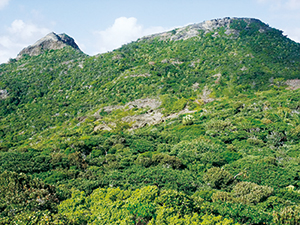 乾性低木林（兄島）の写真