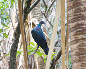 photo of <em>Columba janthina nitens </em>(Endemic species) 