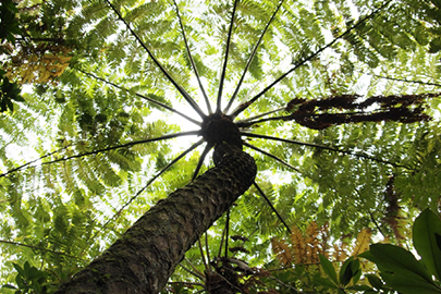 photo 6 of Ogasawara National Park