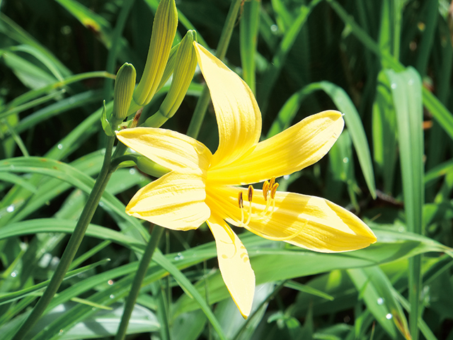 photo of Day-Lilies (July)