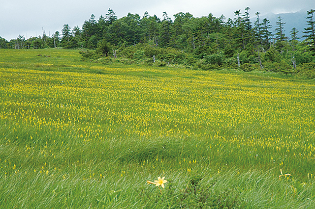 photo of Ayamedaira Marsh