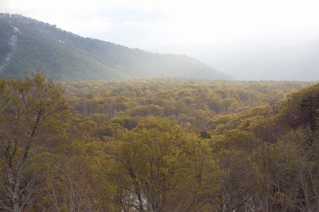 photo of Japanese Beech (Fugus crenata)