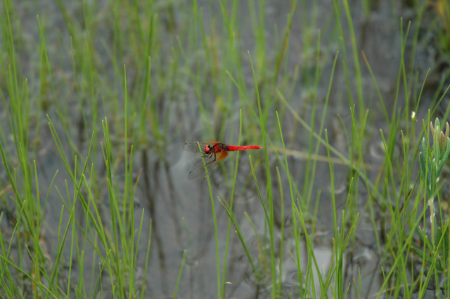 photo of Nannophya pygmaea