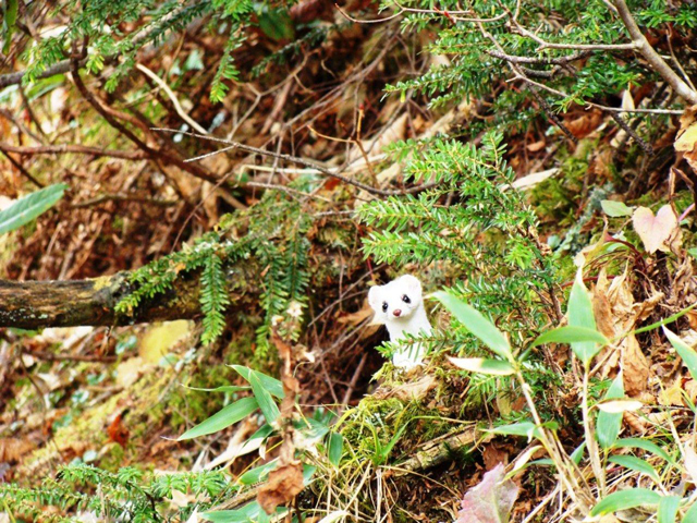 photo of Japanese Stoat (Mustela ermine nippon)