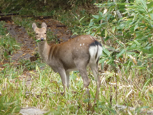 高山植物を採食するシカの写真