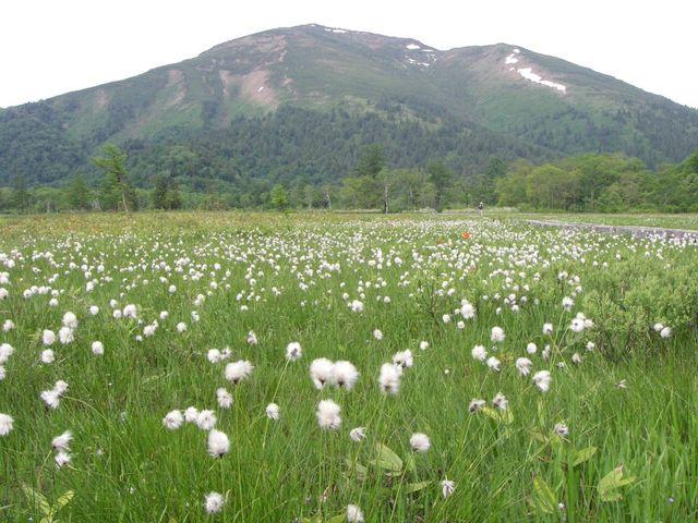 タイトル　ワタスゲの果穂（6月下旬～7月上旬）