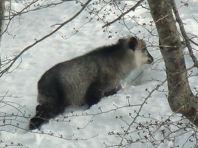 タイトル　カモシカ