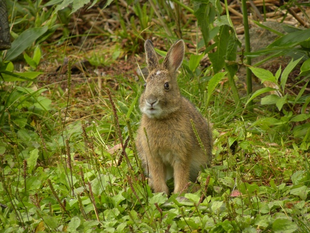 タイトル　ニホンノウサギ