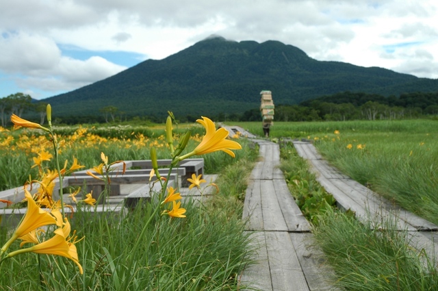 タイトル　7月中旬　尾瀬ヶ原