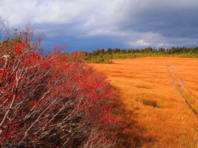 タイトル　紅葉の田代湿原（10月上旬）