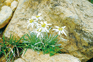 photo of <em>Leontopodium fauriei var. angustifolium </em>