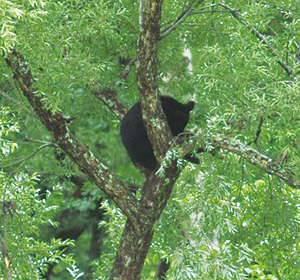 photo of Asian Black Bear