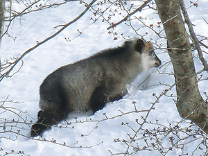 photo of Japanese Serow