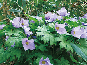 photo of <em>Glaucidium palmatum</em> flowering on the forest floor