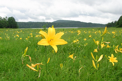 photo 4 of Oze National Park