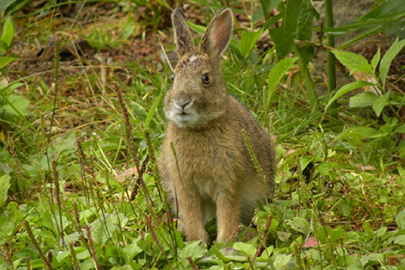 photo 9 of Oze National Park