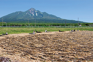 利尻島のコンブ干しの写真