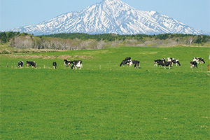 サロベツ原野の酪農の写真