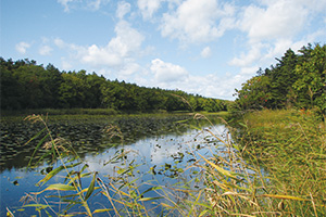 photo of A Colony of Lakes and Reservoirs of a Coastal Sand-dune Forest.