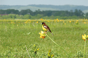 photo of Emberiza aureola