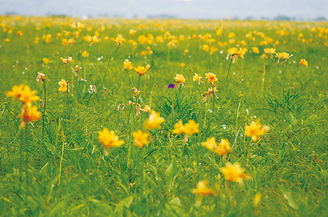 photo of Sarobetsu Primeval Flower Garden