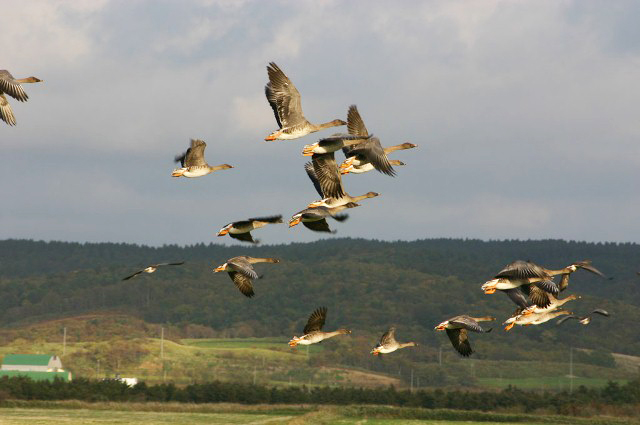 photo of Bean Goose (Anser fabalis midde nborffii)