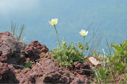 photo 3 of Rishiri-Rebun-Sarobetsu National Park