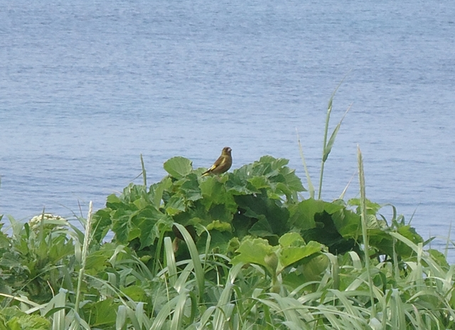 タイトル　カワラヒワ