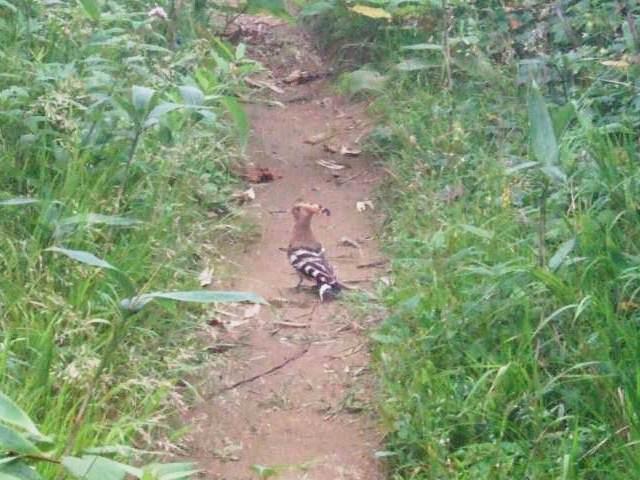 タイトル　ヤツガシラ