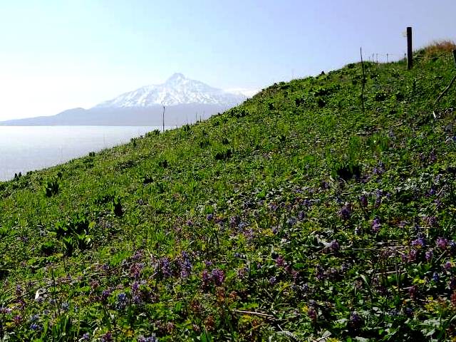 タイトル　春の桃岩展望台