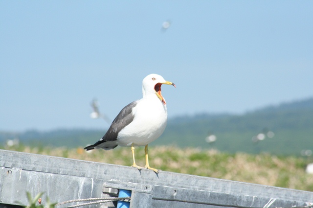 タイトル　ウミネコのあくび