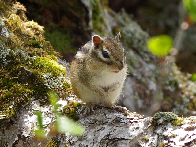 タイトル　エゾシマリス