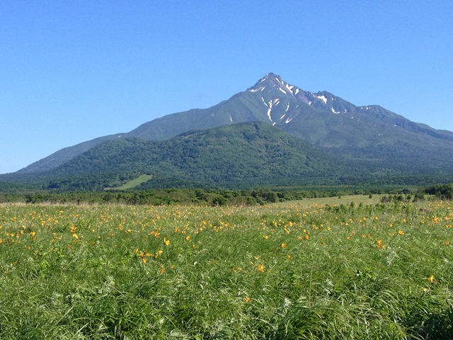 タイトル　利尻山とエゾカンゾウ