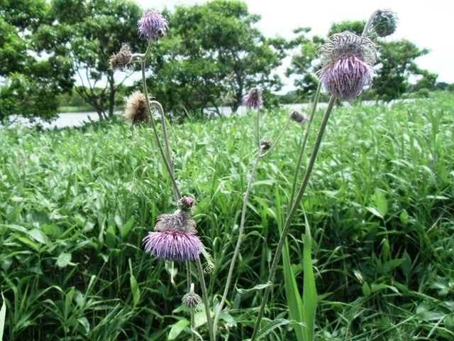 タイトル　エゾノサワアザミ