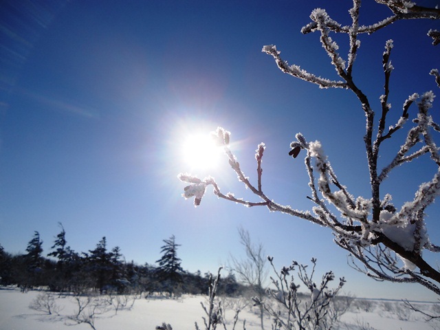 タイトル　ハンノキの冬芽