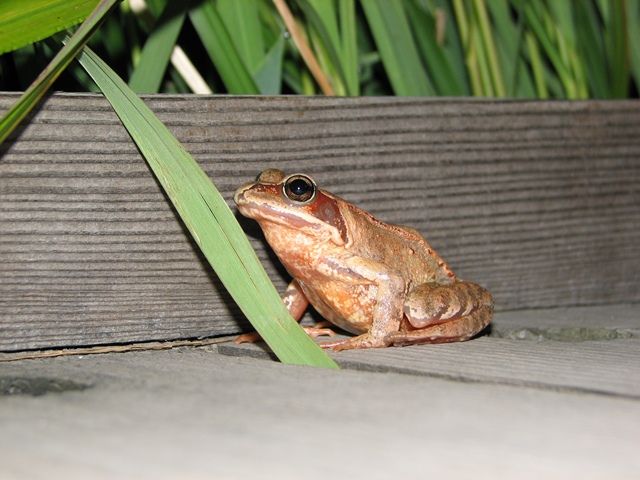 タイトル　エゾアカガエル