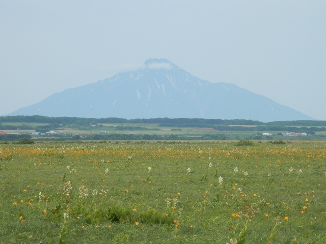 タイトル　利尻山とエゾカンゾウ