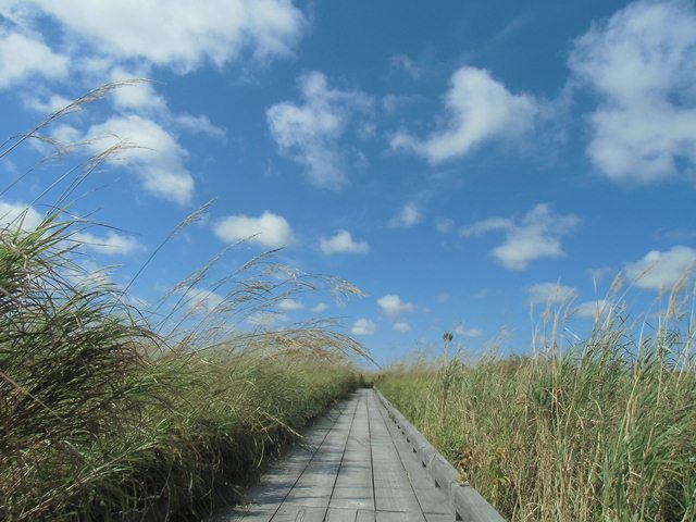 タイトル　秋のサロベツ原野