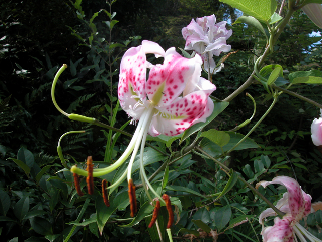 photo of Lilium speciosum