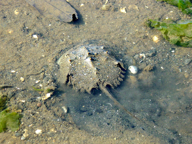 カブトガニの写真