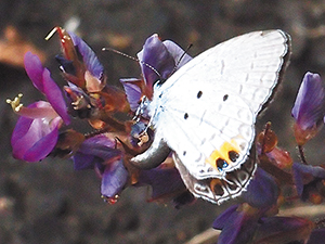 シバハギの花に産卵する♀の写真