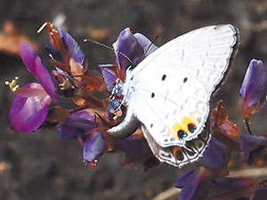 photo of <em>Everes lacturnus female laying eggs on the Desmodium heterocarpon