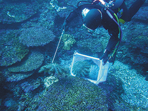 photo of Extermination of crown-of-thorns starfish