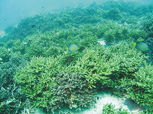 photo of Acropora spp