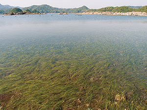 皆島のアマモ場の写真