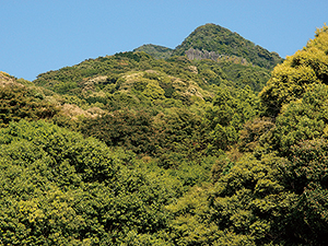 将冠岳の常緑広葉樹林の写真