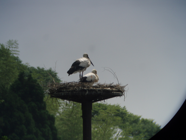 コウノトリの写真